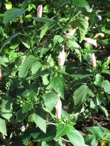 Malvaviscus arboreus  024