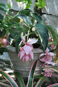 Medinilla magnifica 050