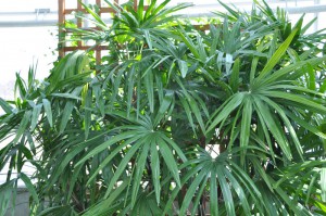 Rhapis excelsa 080