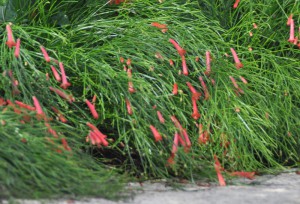 Russellia equisetiformis 044