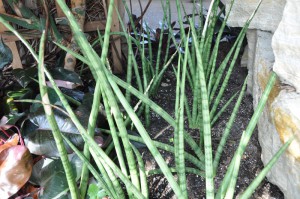 Sanseveria cylindrica 011