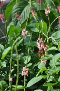 Stachytarpheta mutabilis 061