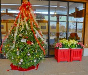 indoors at Reiman Gardens with a holiday tree and containers with poinsettias