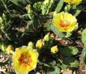 common prickly pear in bloom in Reiman Gardens tropical plant conservatory