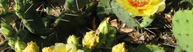 common prickly pear in bloom in Reiman Gardens tropical plant conservatory