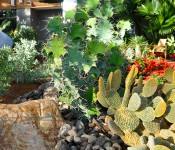 Succulent and Cactus planted in the tropical plant conservatory at Reiman Gardens