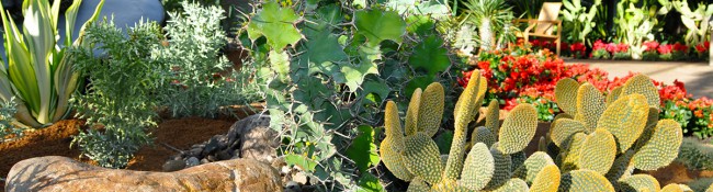Succulent and Cactus planted in the tropical plant conservatory at Reiman Gardens