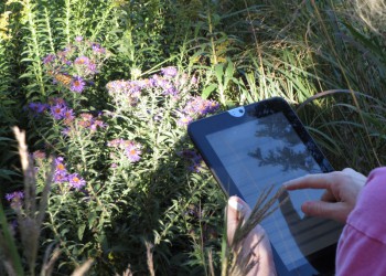 Unified Butterfly Recorder (UBR) app in field Butterfly with someone using it on a smart phone