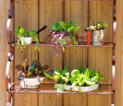 cool season vegetables growing in the home production garden
