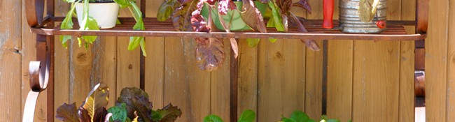 cool season vegetables growing in the home production garden