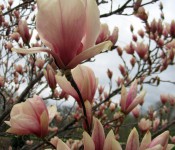 Magnolia x soulangiana close up in spring at Reiman Gardens