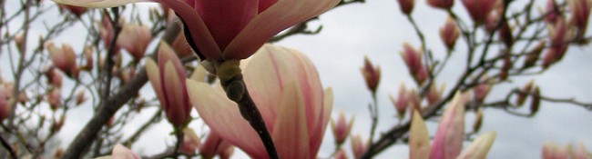 Magnolia x soulangiana close up in spring at Reiman Gardens