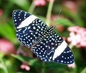 close up Starry Night Cracker Butterfly Hamadryas Iaodamia with white and blue markings