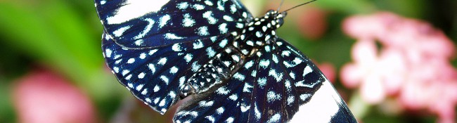 close up Starry Night Cracker Butterfly Hamadryas Iaodamia with white and blue markings