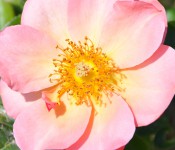 close up of a rose at pink rose with the yellow center