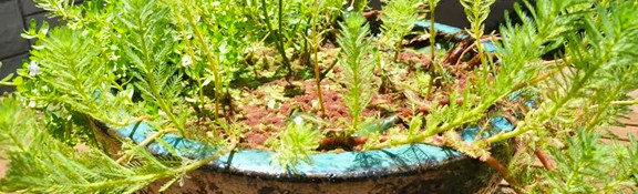 Fairy Moss