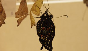 butterfly emerging