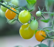 tomato