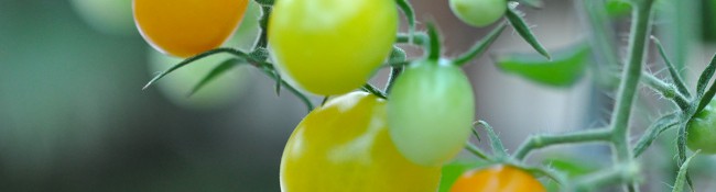 tomato