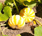dose up of a white and yellow pumpkin