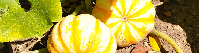dose up of a white and yellow pumpkin