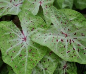 close up of a green leafed plant with white and red marled parts