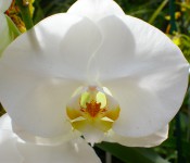 close up of a white orchid with an orange center