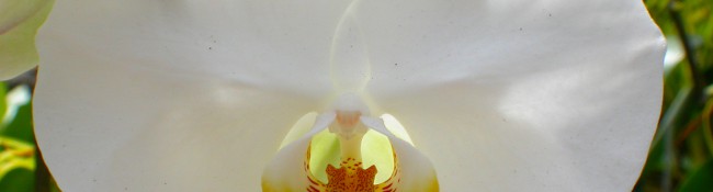 close up of a white orchid with an orange center