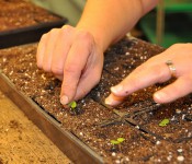 person's hands starting seeds at Reiman Gardens