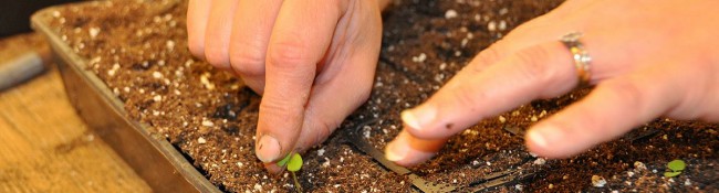 person's hands starting seeds at Reiman Gardens