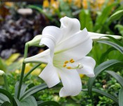 white lily with yellow center and green leaves