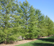 bald cypress allee at Reiman Gardens outside in summer with two large rows of trees