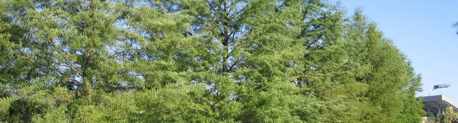 bald cypress allee at Reiman Gardens outside in summer with two large rows of trees