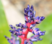 close up of a bromeliad plant with pink and purple
