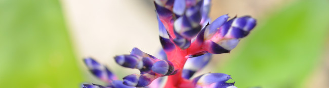 close up of a bromeliad plant with pink and purple