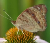 close up of a collage of the buckeye butterfly