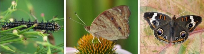 close up of a collage of the buckeye butterfly