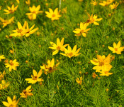 yellow flowers wiith green leaves