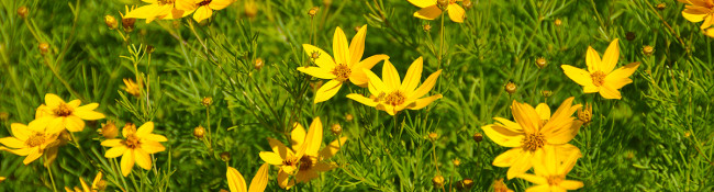 yellow flowers wiith green leaves