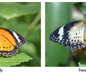 collage of photos of two different butterflies with black edges,white markings and orange