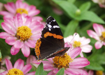 Red Admiral Butterfly