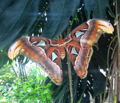 close up of a large moth with tan, white, and white markings with green leaves behind it