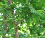 dawn redwood