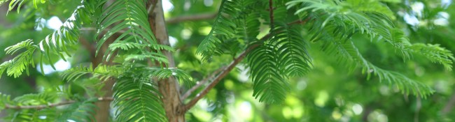 dawn redwood