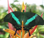 close up of a black butterfly with teal metallic markings on a yellow and pink flower