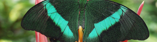 close up of a black butterfly with teal metallic markings on a yellow and pink flower