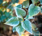 powdery mildew growing on leaves