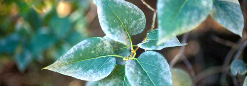 powdery mildew growing on leaves