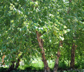 river birch
