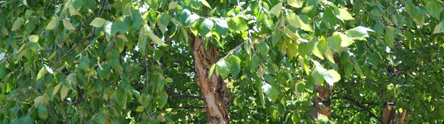 river birch